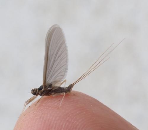 Serratella ignita